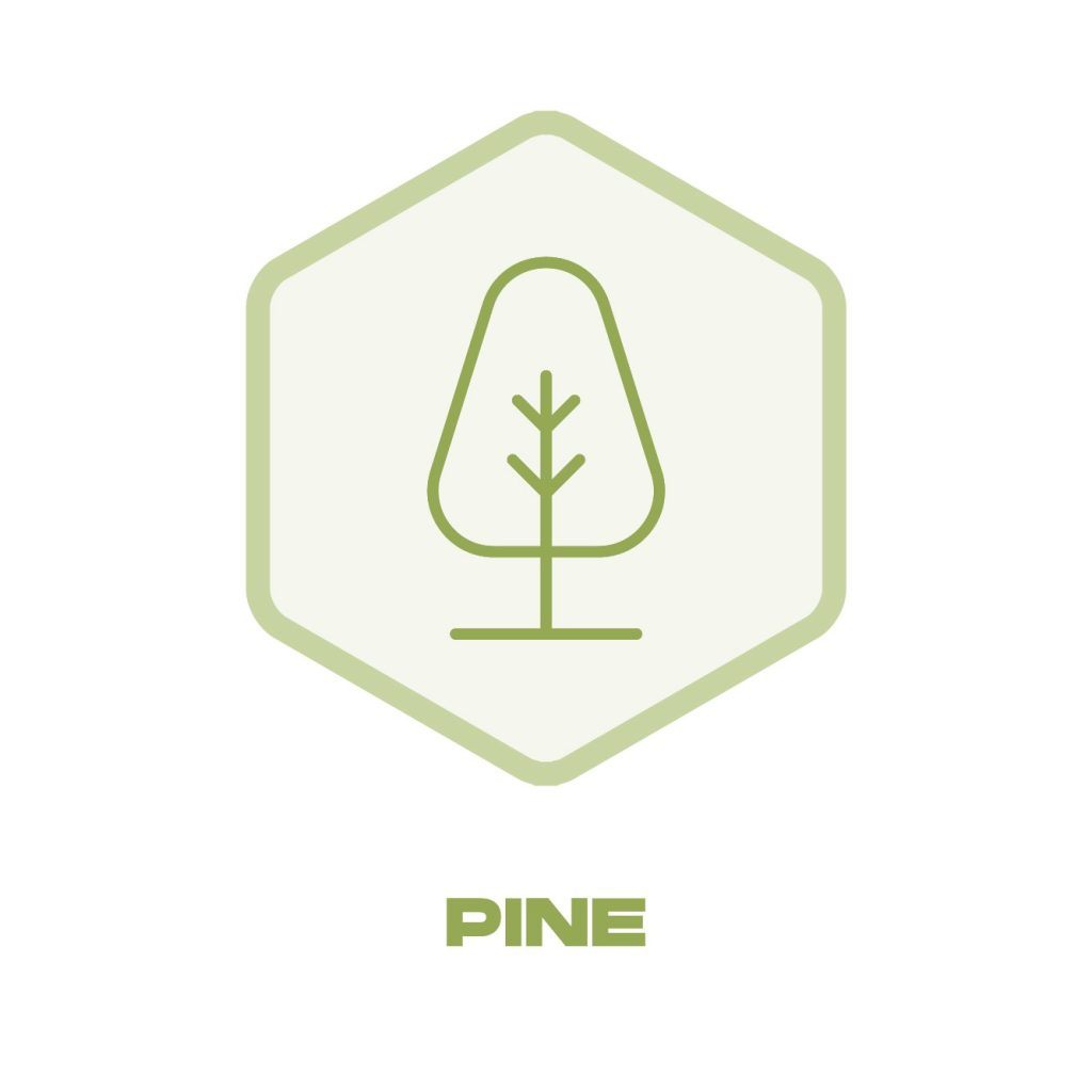 Pine Icon